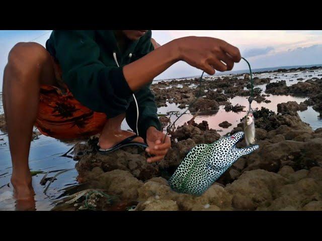 Fishing for moray moray eels using mullet bait, the resistance is extraordinary