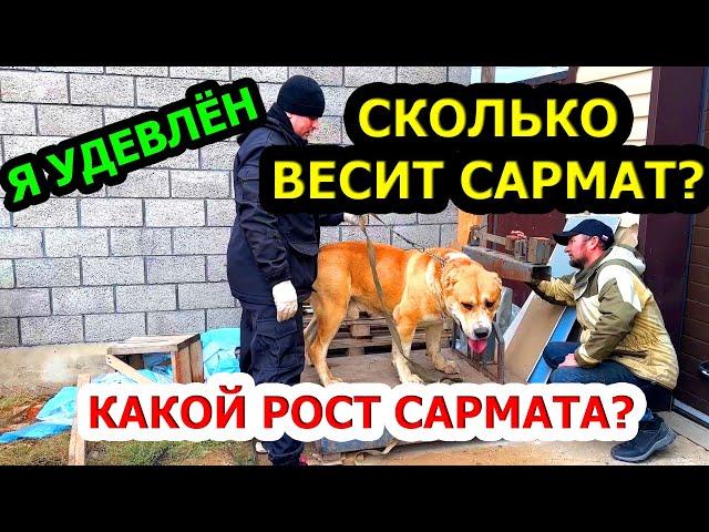 Сколько весит Алабай Сармат?  Сколько рост в холке?  Серёгины собаки