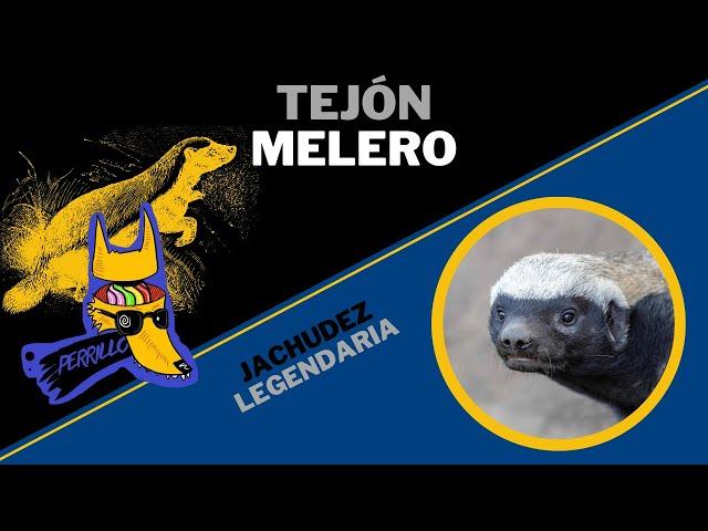 Tejón Melero: El legítimo enano matón | Ep 12 | CULTURA COLMILLUDA