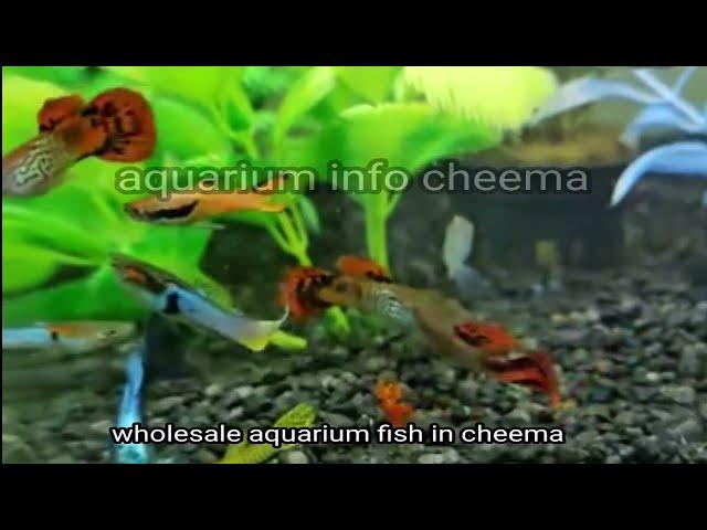 aquarium fish @aquariuminfo @scottsreality @mavigadgets @masteraquatics @monsterfishking @petsswag