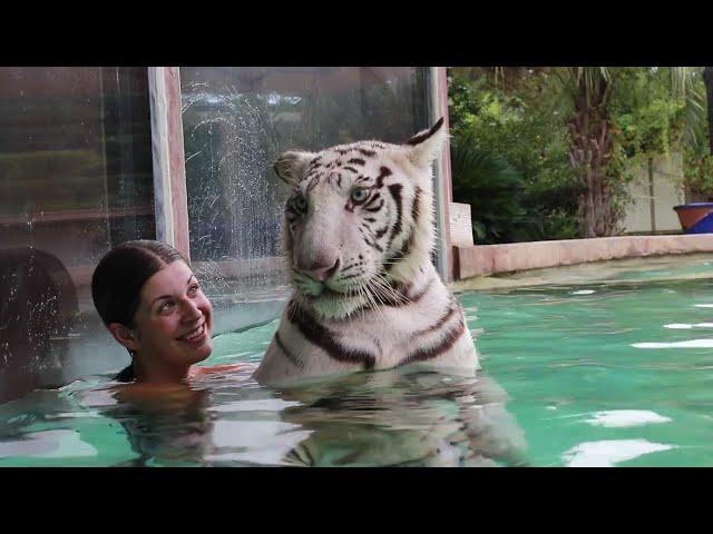 SWIMMING with my 200lb TIGER buddy