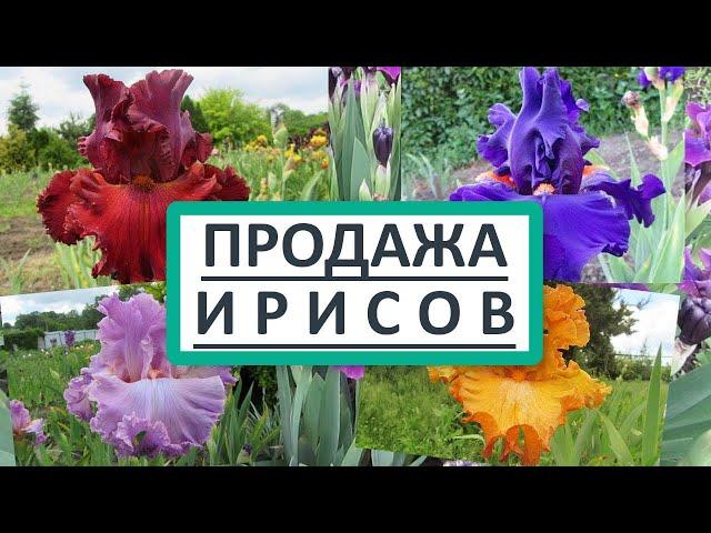 Продажа саженцев Ирисов Бородатых. Новинки ирисов, 500 сортов! Купить саженцы ирисов в Украине