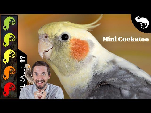 Cockatiel, The Best Pet Dinosaur?