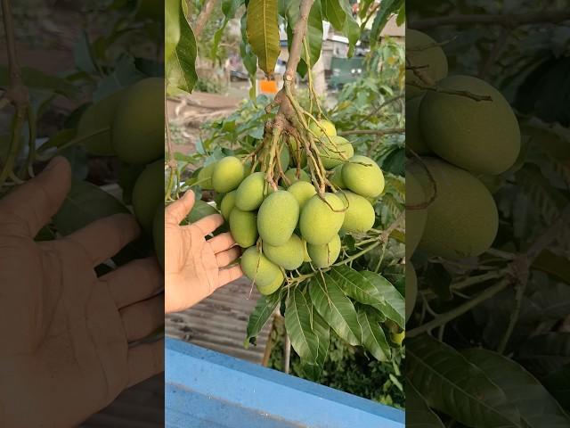 Mango tree Fruit || Mango fruit #mango #Short #shorts