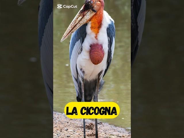 La cicogna