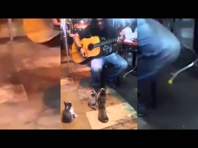 Adorable video shows busker performing to group of kittens in Malaysia