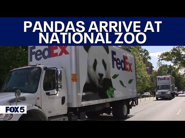 DC’s new giant pandas arrive at new home at National Zoo