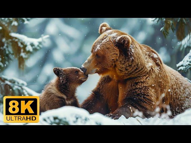 Wild Winter 8K ULTRA HD - Relaxing Film With Beautiful Scenery And Soothing Music