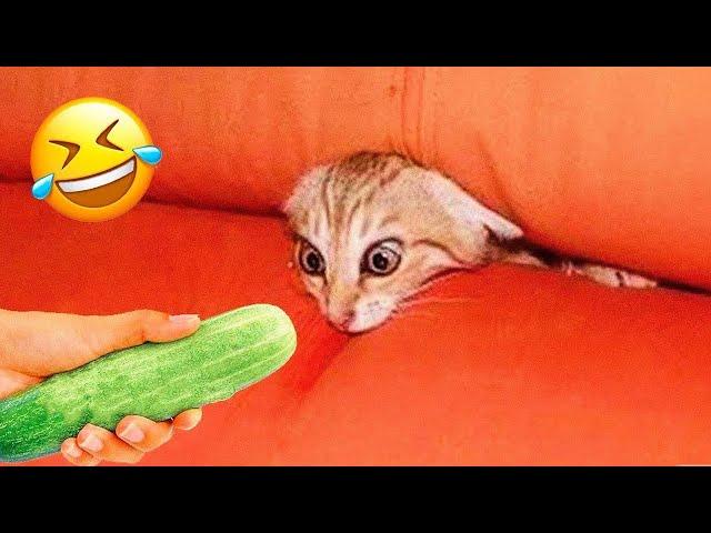 Funniest Animals 2023  New Funny Cats and Dogs Videos  Part 7