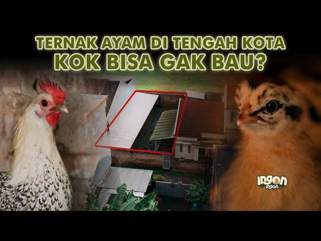 Ternak 500 Ayam Kampung Di Tengah Kompleks Perumahan Tanpa Bau! - Ayam Pancamurti