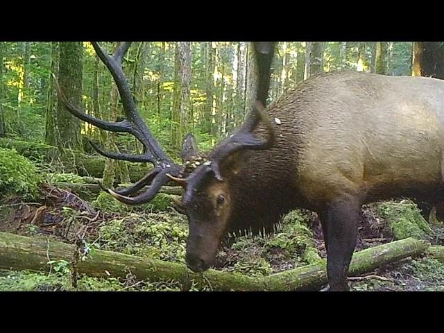 MONSTER BOONE AND CROCKETT ROOSEVELT ELK Record bulls