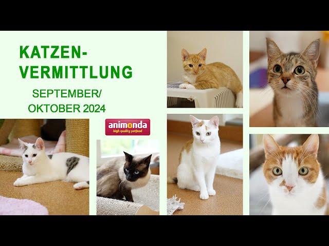 Katzenvermittlung - September/Oktober 2024 (Tierheim Hannover TV)