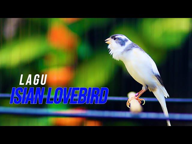 MASTERAN KENARI LAGU MEWAH ISIAN LOVEBIRD, BIKIN KENARI PAUD CEPAT GACOR LAGU MUDAH DITIRU