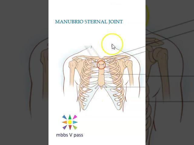 Anatomy Thorax 220 ManubrioSternal Joint Sternum Sternal angle louis viva