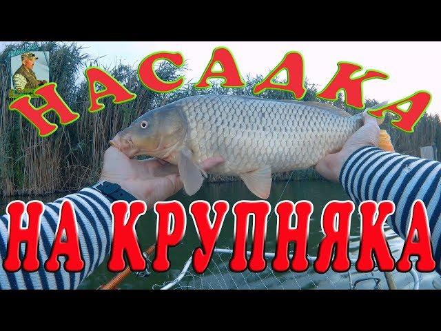 Самая лучшая насадка и приманка для карпа и белого амура.