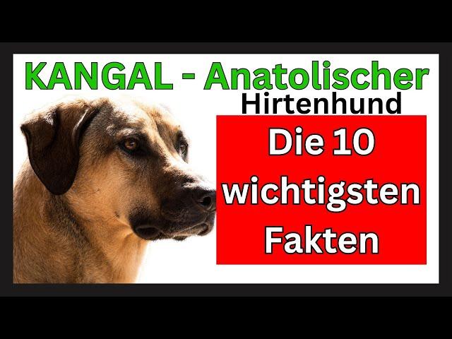 Kangal Hunderasse - Anatolischer Hirtenhund  Die 10 wichtigsten Fakten