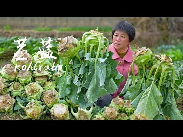 Round kohlrabi, make pocket cake mixed with shredded chicken!