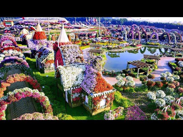 Dubai Miracle Garden, НАЙБІЛЬШИЙ в СВІТІ КВІТКОВИЙ САД ЧУДЕС, ДУБАЙ