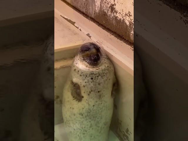 Seal video archive museum: Jennifer 