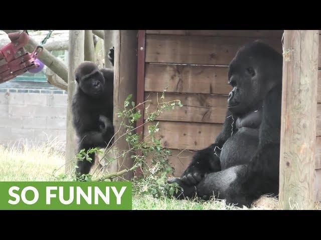 Grumpy Silverback Gorilla deals with super annoying son