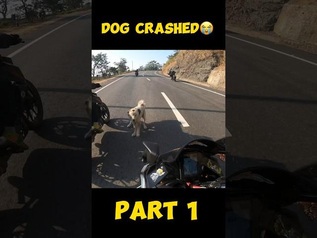 DOG LIVE CRASHED WITH BIKER..PAIR TOOT GAYA#modified #rr310 #rider #kawasaki #zx6r #monsterenergy