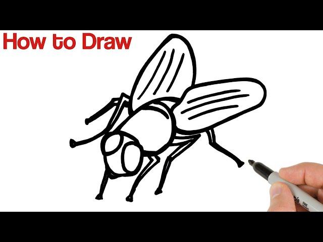 How to Draw a Fly | Easy insects Drawings