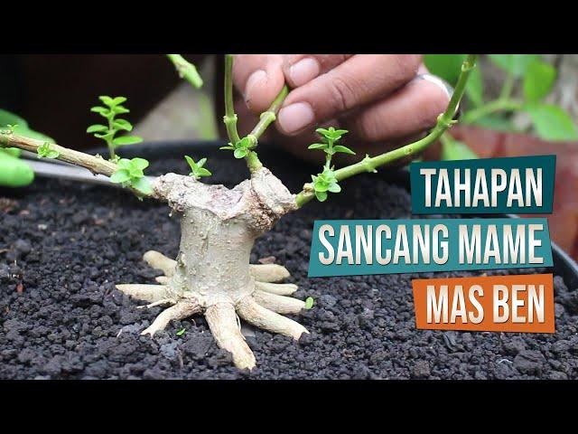 Tahapan Membuat Bonsai Sancang Mame Bersama Mas Ben