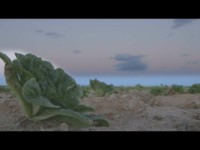 Uncovered: the migrant workers suffering for your salad