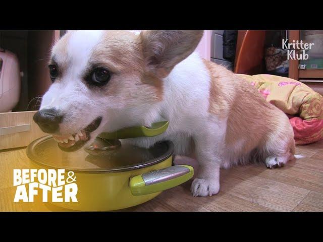 Possessive Dog Coco Needs To Own Everything | Before & After Makeover Ep 39