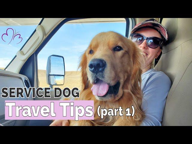 Tips for Travelling with a Service Dog (part 1) // Preparation, Logistics, Access Issues, & Mindset