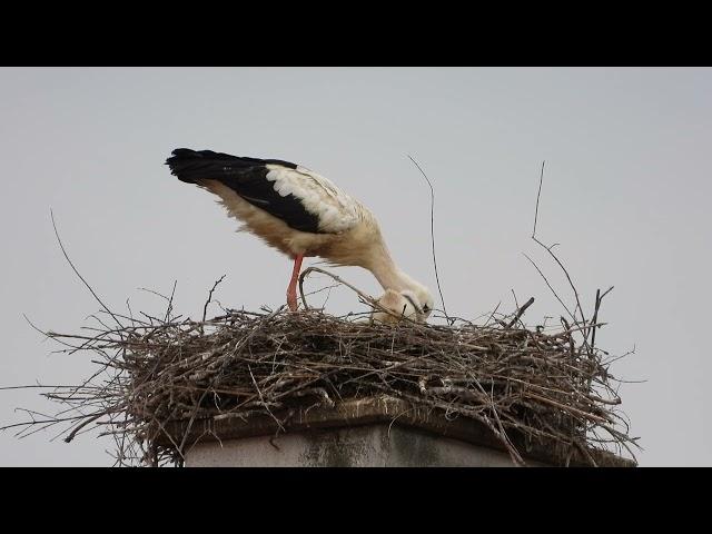 Storchennest Fridolfing Rathaus 02.07.24 - Wechsel / Futter fürs Küken-Trio