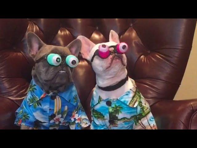 Funniest French Bulldogs  | BEST Compilation 2023