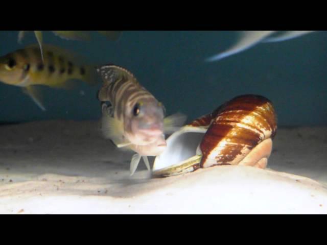 A couple of Lepidiolamprologus meeli - Tanganyika shell dwellers - Muszlowce.pl