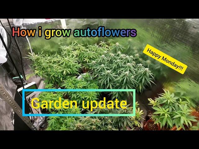 How i grow autoflowers.  Monday update!!!