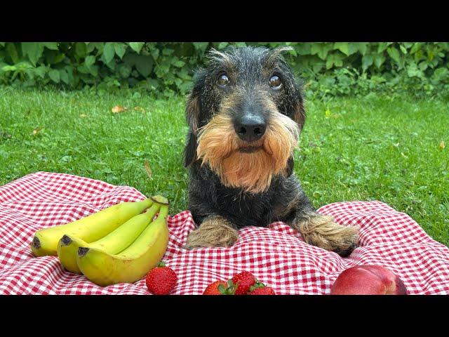 Dachshund Teddy's Ultimate Fruit Challenge  #TeddyTheDachshund