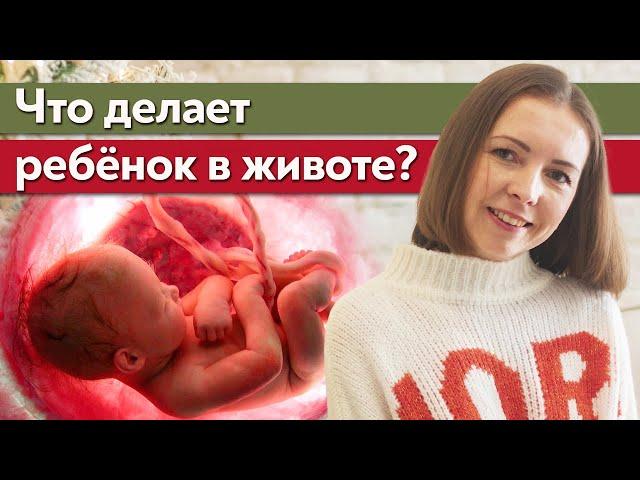 Что делает ребенок в утробе матери? / Как происходит развитие ребенка в животе мамы?