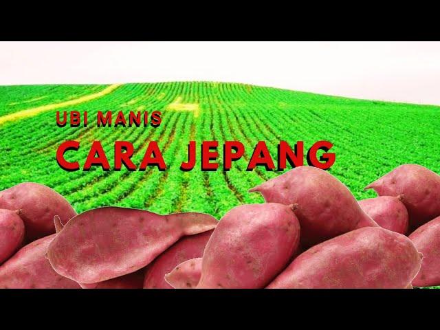 PERTANIAN UBI MANIS MODERN DI JEPANG | BERKEBUN BERSAMA Eps#20