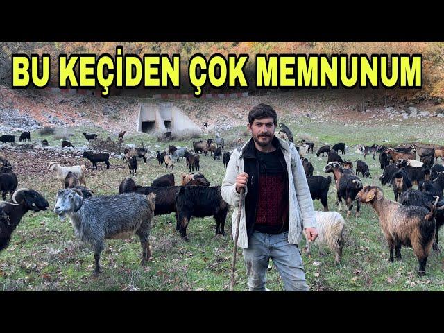 SIFIR MALİYET İLE 200 TANE KARA KEÇİ BAKIYOR ~ 365 GÜN OTLATIYOR