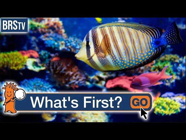 How Do I Start a Saltwater Aquarium?