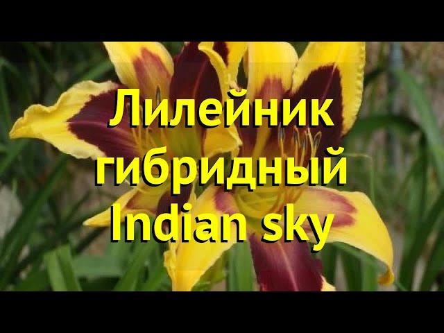 Лилейник гибридный Индиан скай. Краткий обзор, описание характеристик hemerocallis Indian sky