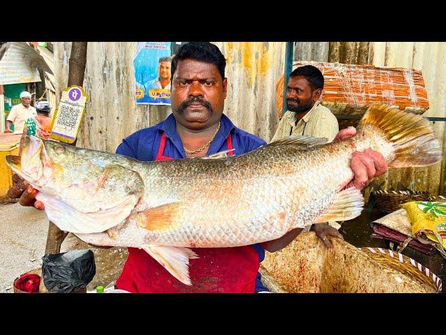 KASIMEDU  SPEED SELVAM | 12 KG BIGG GOLD KODUVA FISH CUTTING VIDEO | IN KASIMEDU | FF CUTTING 