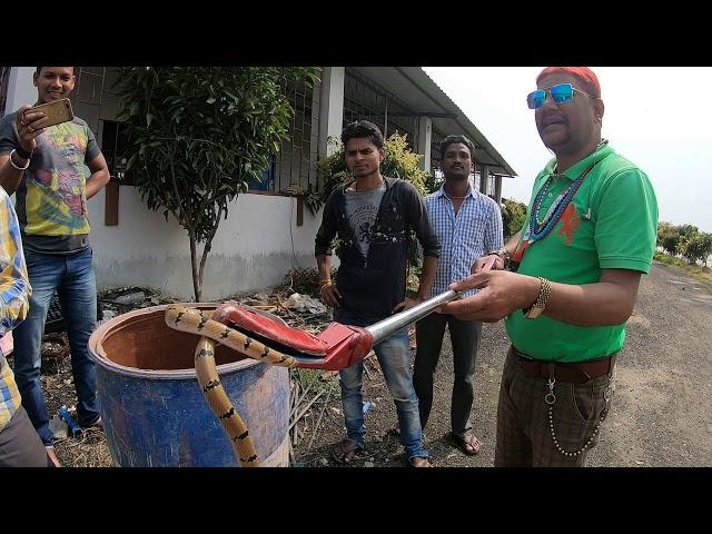 Kukri snake & Sand boa non Venomous Kukri snake बहुत कम ही Rescue होता हैं ।