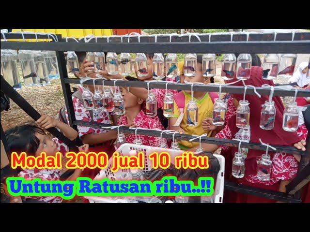 MAINAN ANAK SD JUAL IKAN CUPANG UNTUNG 3X LIPAT SEHARI RATUSAN RIBU