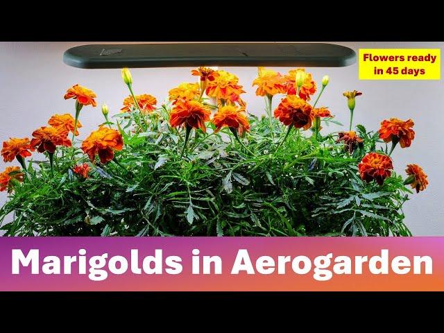 Growing Marigolds in Aerogarden Harvest Hydroponics System, Sparky Mix