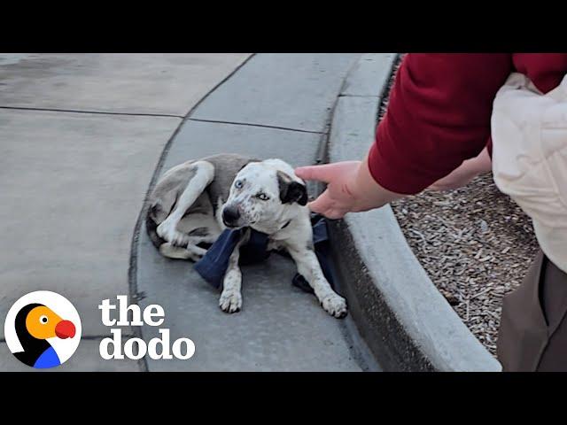 They Just Got This Abandoned Dog's Owner On The Phone | The Dodo