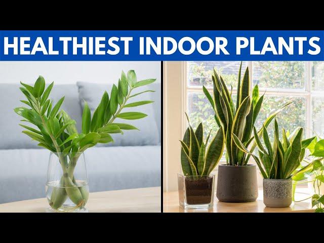 12 of The Healthiest Plants To Have In Your House For A Healthy Lifestyle