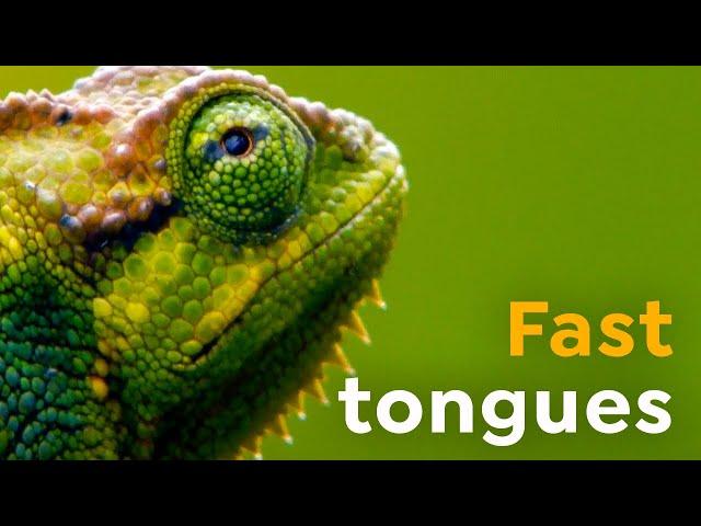 Fast Tongues l Chameleons in Slow-motion