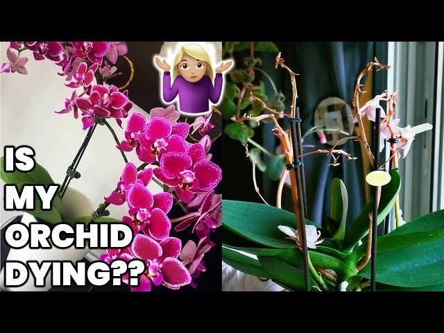 What to do when Orchid's flowers fall off  ️