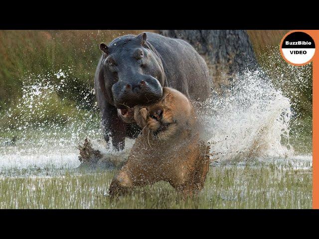 Territorial Hippo Pounces on a Lion With All Its Might