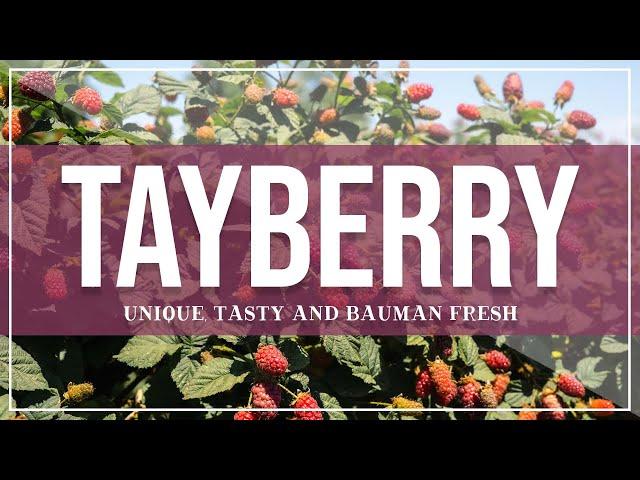 Tayberries | Unique, Tasty and Bauman Fresh